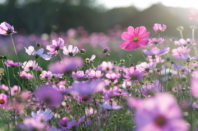 How to Spring Clean Your Body & Mind