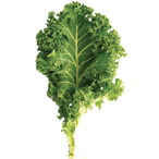 Organic Kale